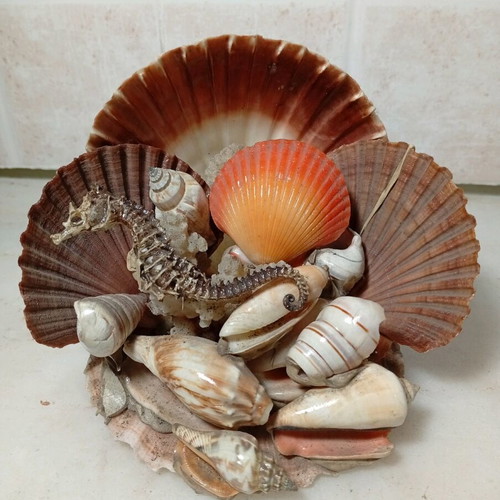 Decorative composition with natural seashells and seahorse like new