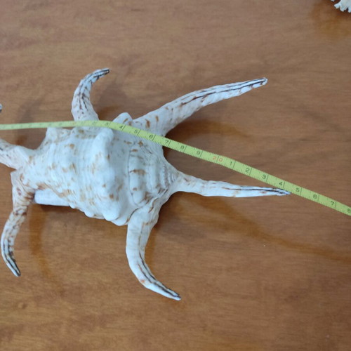Natural seashells like new, large spider shell and smaller one