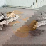  Γυναικεία Πλατφόρμα Alta Moda με Δύο Φάσες με Πλεξούδα Μπέζ No 38