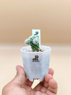Mammilaria cactus new, set of 5 mini pots