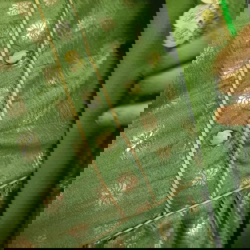 Indian Lehenga Set