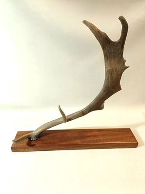 Decorative deer antler used on oak wood base