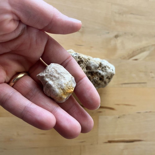 Abia Messinia shell and stone fossil refurbished
