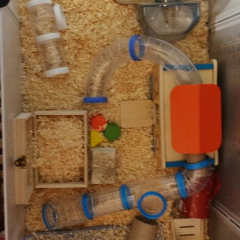 Hamster or guinea pig park with accessories