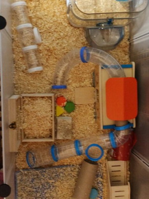 Hamster or guinea pig park with accessories