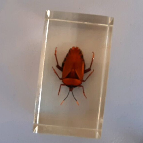 Insect collection like new in plexiglass