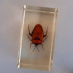 Insect collection like new in plexiglass