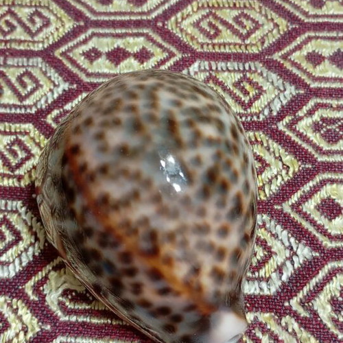 Cypraea tigris seashells like new, set of two, 8cm and 9cm