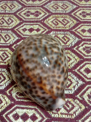 Cypraea tigris seashells like new, set of two, 8cm and 9cm