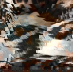 Guess short dress like new, multicolor size M