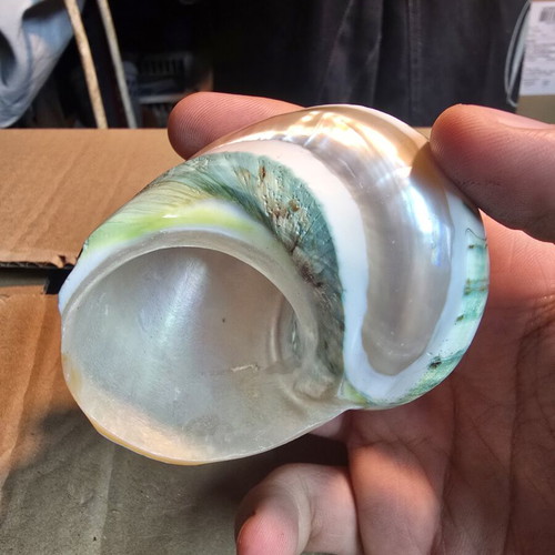 Turbo Marmoratus (Green Turban) polished seashell, 7.5cm