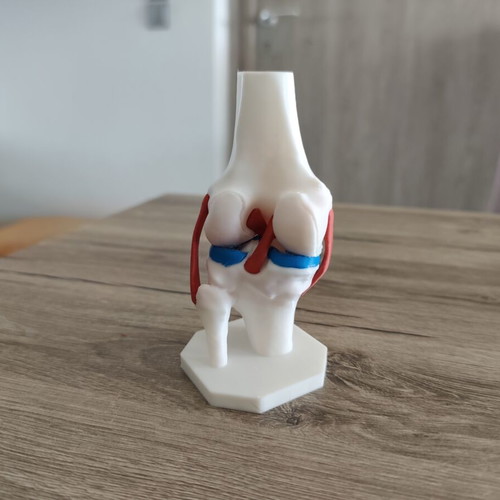 3D Anatomical Model of Knee Joint new, detailed and colored