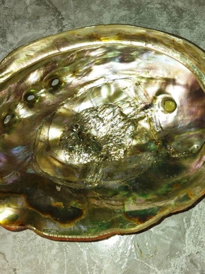 Abalone κοχύλι μεγάλο σαν καινούργιο