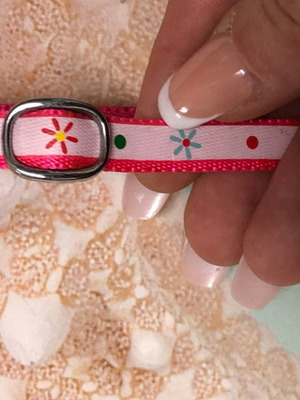 Cat collar new, suitable for all breeds and sizes