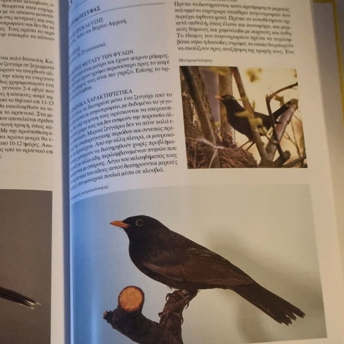 Illustrated bird book like new