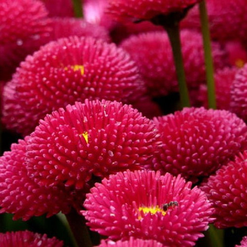 20 Super Enorma Bellis Perennis Daisy Seeds ornamental plant