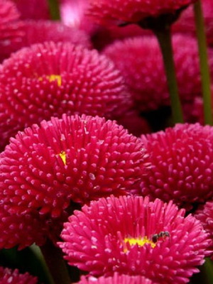 20 Super Enorma Bellis Perennis Daisy Seeds ornamental plant