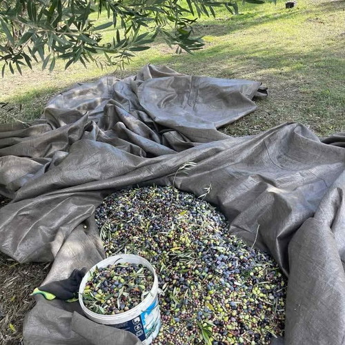 Olive Grove Land 10,000 m² with 119 Healthy Trees in Aetolia-Acarnania