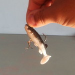 Spinning lure 13g like new