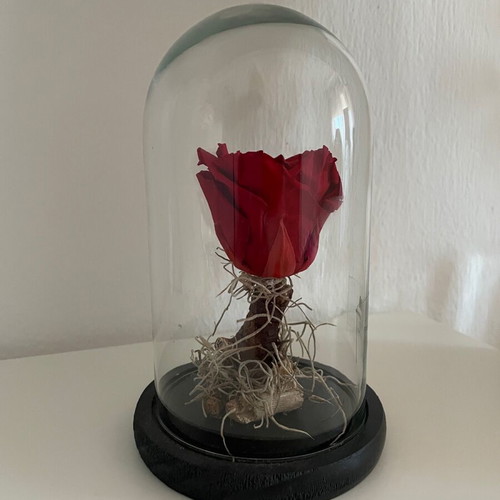 Forever Rose decorative red new with glass dome