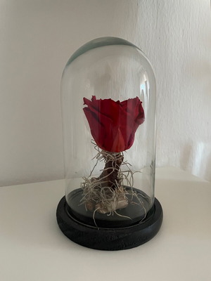 Διακοσμητικό Forever Rose κόκκινο καινούργιο με γυάλινη καμπάνα