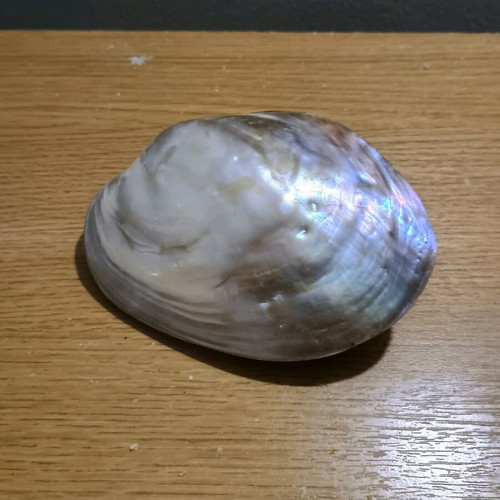 Decorative shell new