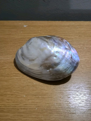 Decorative shell new