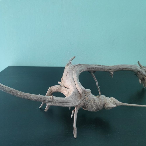 Driftwood "Pinocchio" for aquarium, new