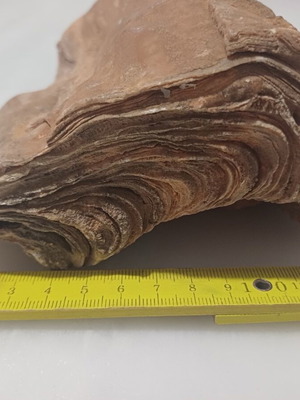 Fossil rock used, stratified stone