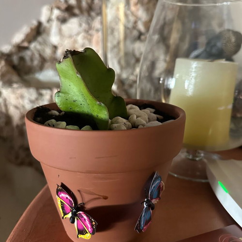 Cactus in clay pot new