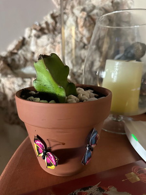 Cactus in clay pot new