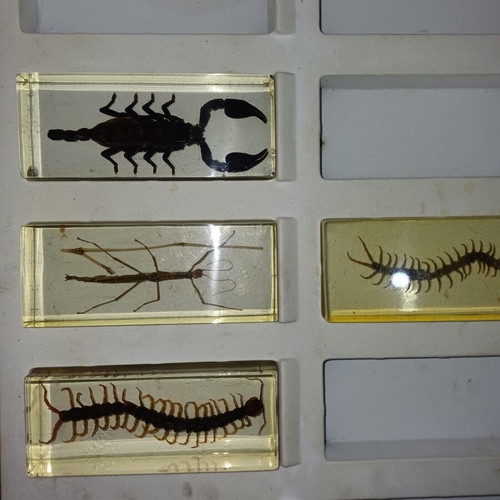 Insect collection new