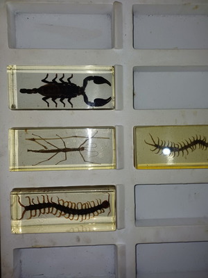 Insect collection new