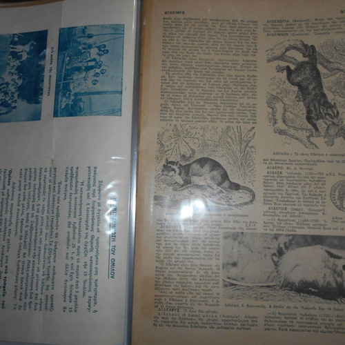 Forestry archive used with 40 lithograph clippings and articles from 1950s
