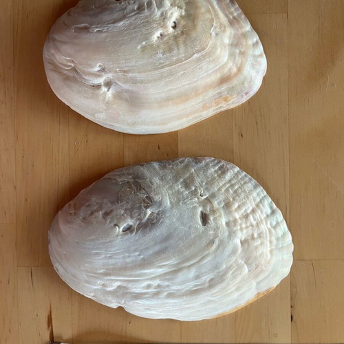 Mother of pearl shells used, pack of 2 large