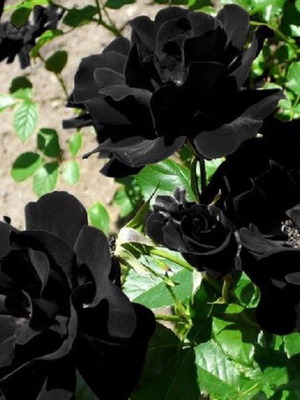 Halfeti Turkish Black Rose seeds, pack of 25
