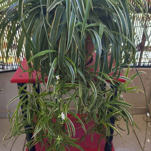 Spider Plant Chlorophytum comosum new with many offshoots