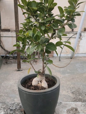 Bonsai plant new