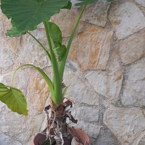 Alocasia, 2 pieces, height 1.00m and 1.20m