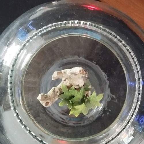 Aquarium with small tree 30x30 like new