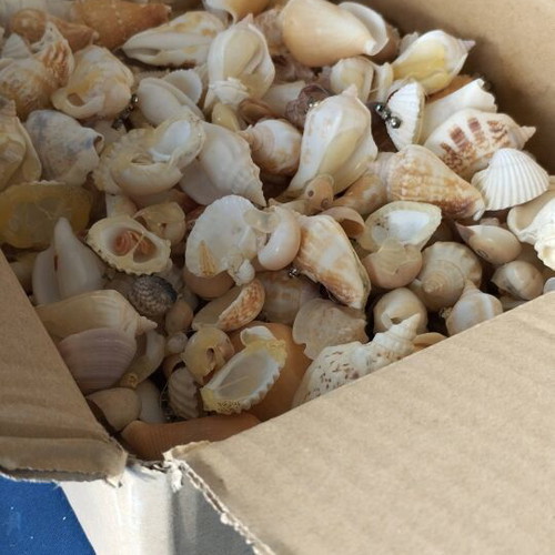 Sea shells used, assorted types pack