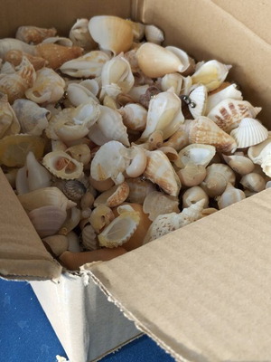 Sea shells used, assorted types pack