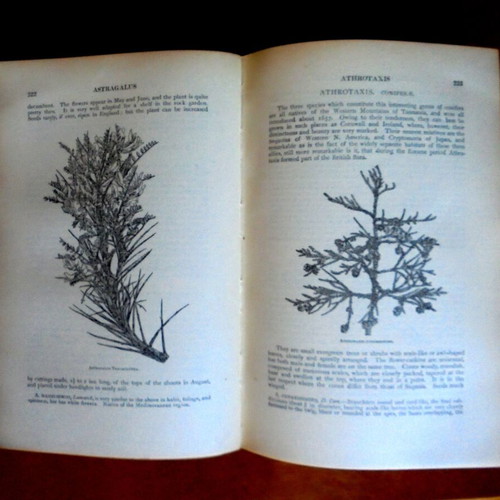 Trees and Shrubs Hardy in the British Isles used, 3 volumes