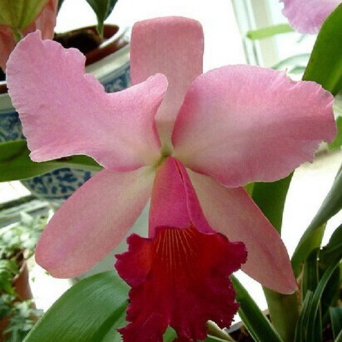 Cattleya orchid seeds, pack of 25, multicolored