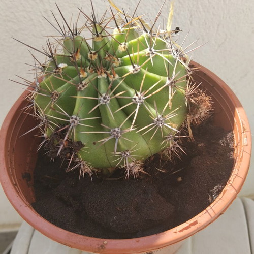Echinopsis cactus large, like new, in plastic pot