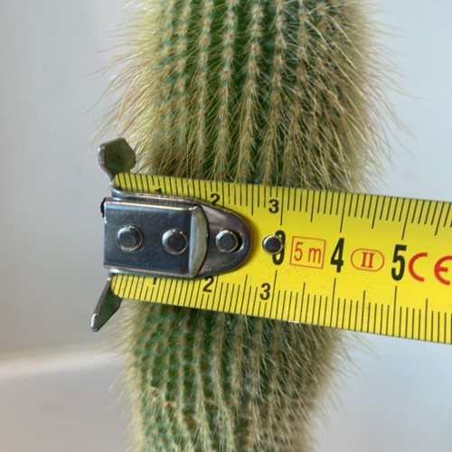 Cleistocactus cactus 20cm height new