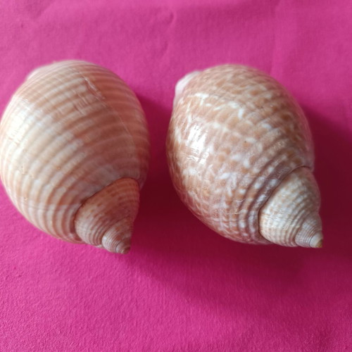 Tonnidae Tonna shells like new, 2 pieces from Madagascar