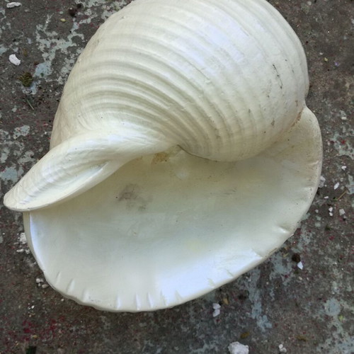 Decorative shell like new