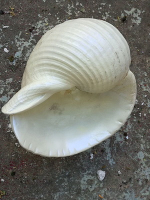 Decorative shell like new