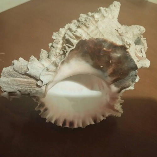 Shell 13cm used with pink beige gray colors